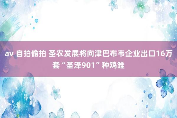 av 自拍偷拍 圣农发展将向津巴布韦企业出口16万套“圣泽901”种鸡雏